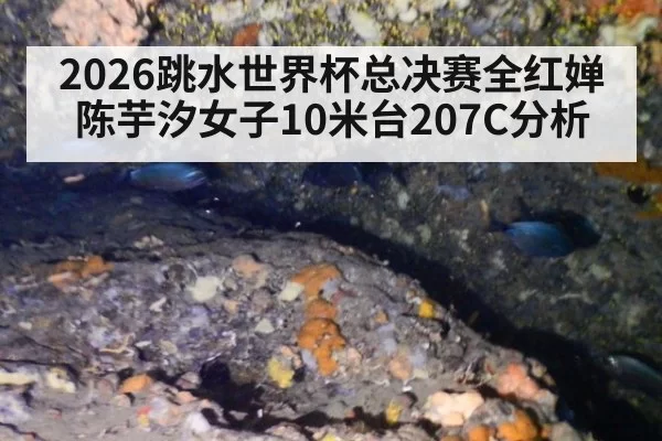 2026跳水世界杯总决赛全红婵陈芋汐女子10米台207C分析